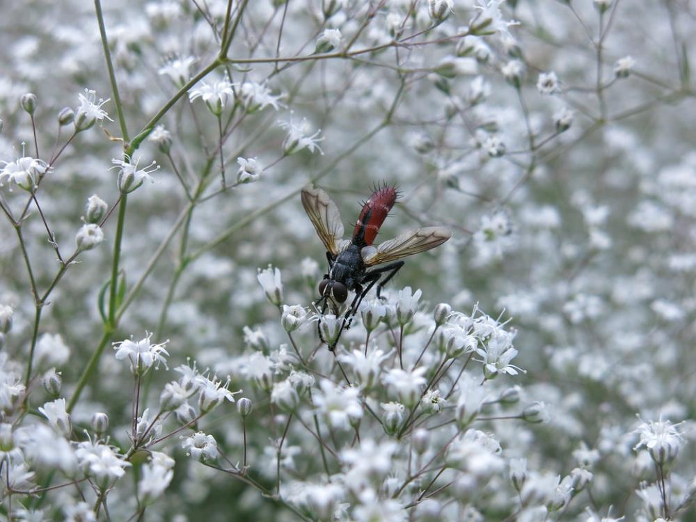 Predator Fly Fly Cylindroma Bicolor Insect Predator Fly Fly Cylindroma Bicolor Insect