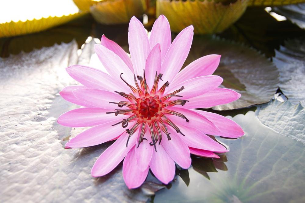 Purple Water Lily Blooming Pond Thailand Purple Water Lily Blooming Pond Thailand