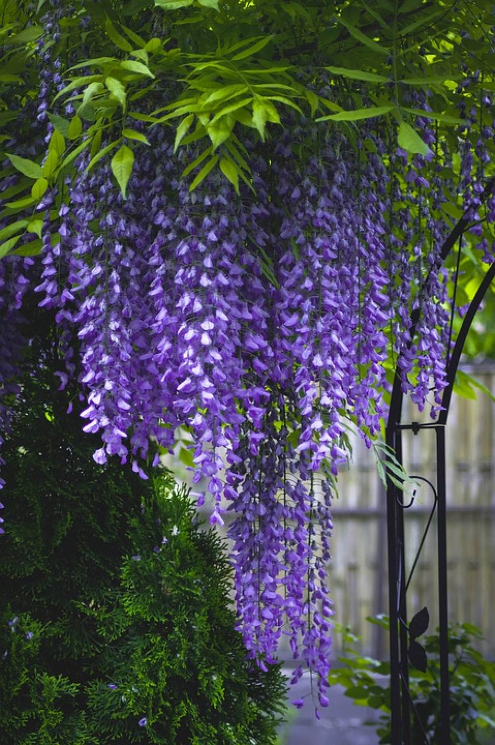 Purple Garden Green Summer Plant Lavender Purple Garden Green Summer Plant Lavender