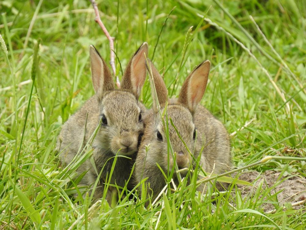 Rabbit Nature Mammals Portrait Wild Rabbit Nature Mammals Portrait Wild