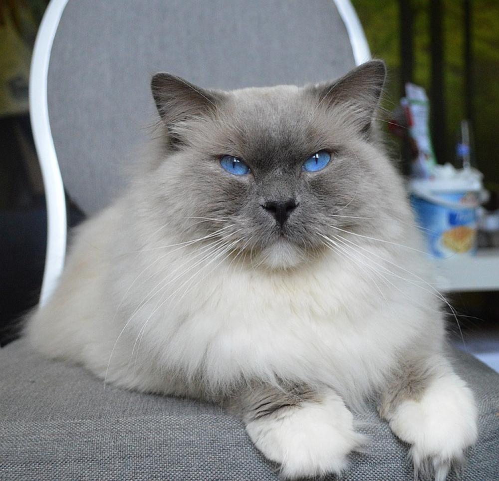 Ragdoll Cat Kittens Kitten Pet Kitty Feline Eyes Ragdoll Cat Kittens Kitten Pet Kitty Feline Eyes