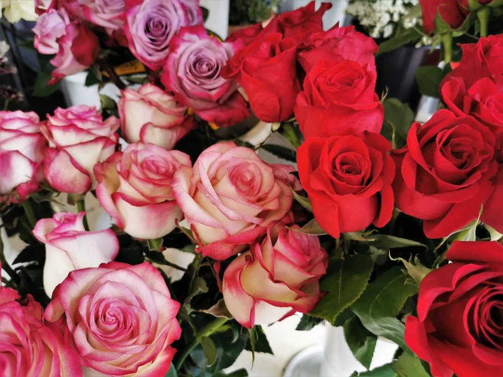 Red And White Pink Roses Blooming Love Romantic Red And White Pink Roses Blooming Love Romantic