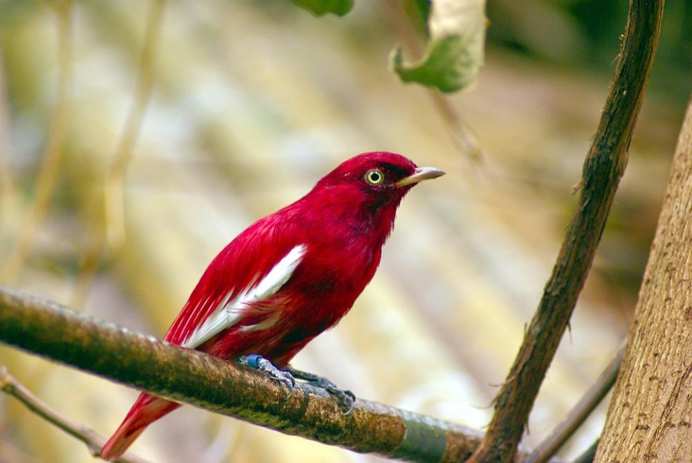 Red Pompadour Cotinga Red Pompadour Cotinga Bird Red Pompadour Cotinga Red Pompadour Cotinga Bird