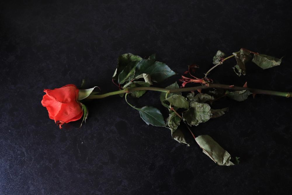 Red Rose Floral Romantic Flower Romance Color Red Rose Floral Romantic Flower Romance Color