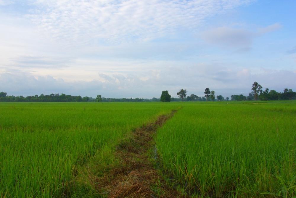 Rice Rice Fields White Nature Green Rice Rice Fields White Nature Green