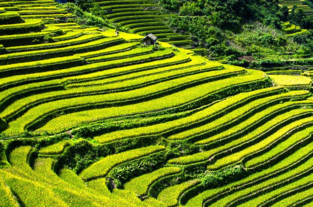 Rice Terraces Rice Fields Terraced Fields Rice Terraces Rice Fields Terraced Fields