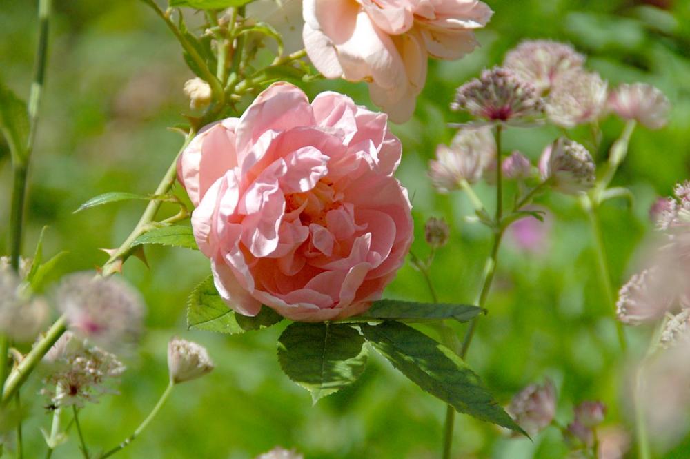 Rose Pink Flower Nature Roses Flora Garden Rose Pink Flower Nature Roses Flora Garden