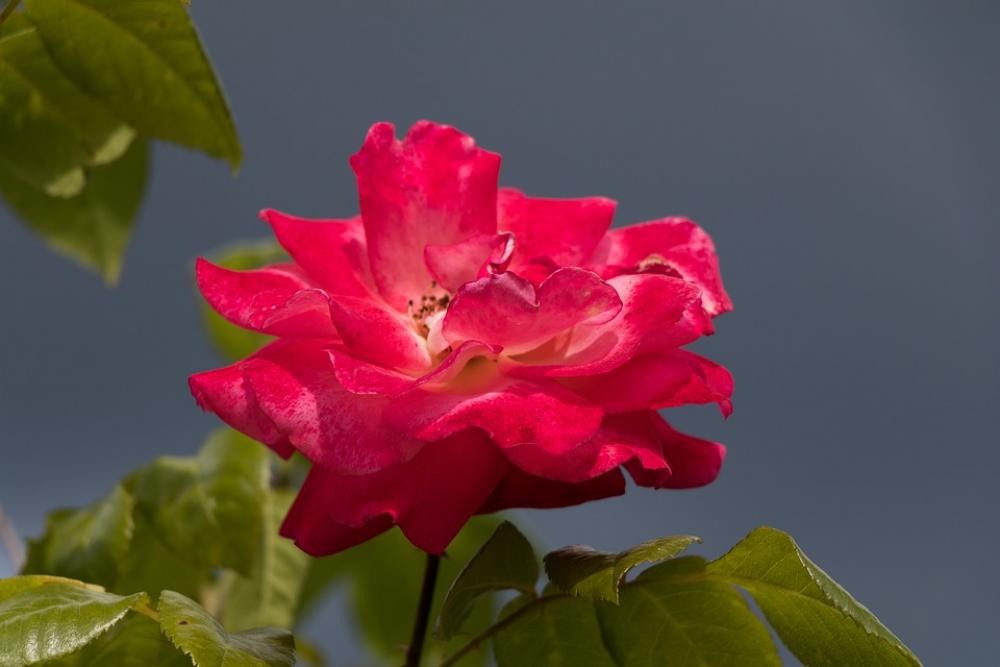 Rose Flower Flower Garden Petals Nature Summer Rose Flower Flower Garden Petals Nature Summer