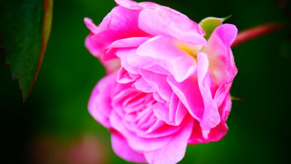 Rose Roses Pink Love Romance Flower Romantic Rose Roses Pink Love Romance Flower Romantic