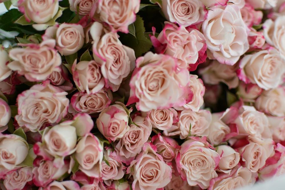 Rose Bouquet Flowers Rose Bouquet Flowers