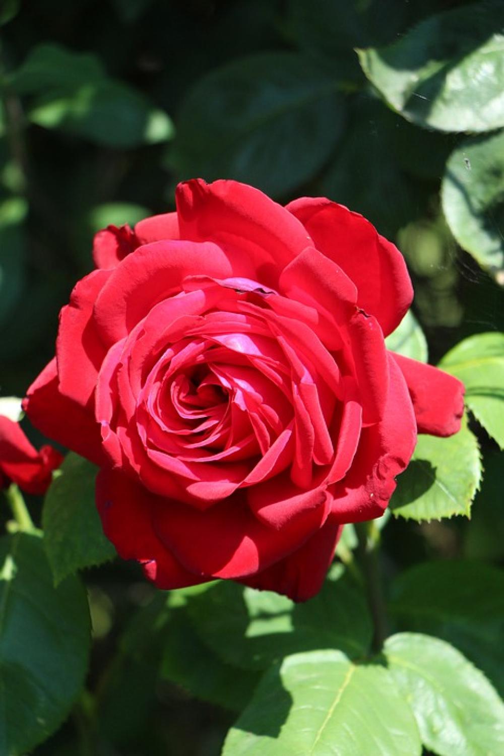 Rose Blossom Bloom Flower Romantic Love Nature Rose Blossom Bloom Flower Romantic Love Nature