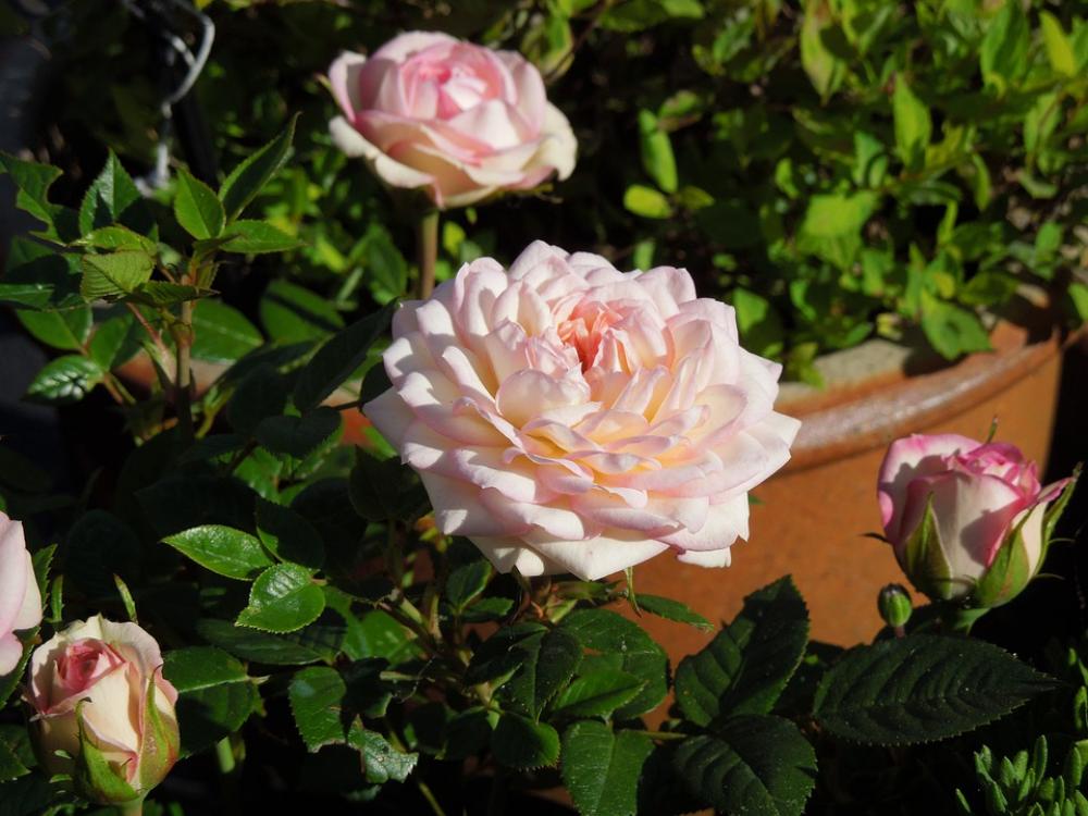 Rose Flower Bloom Blossom Pink Nature Floral Rose Flower Bloom Blossom Pink Nature Floral