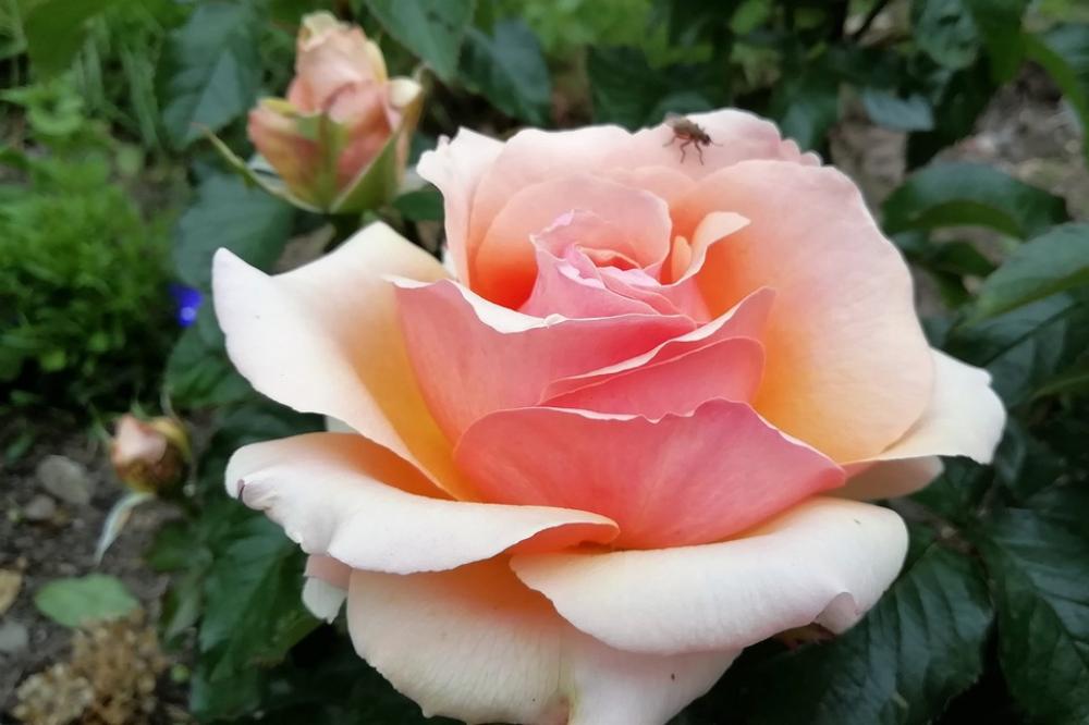 Rose Peach Pink Foliage Tea Leaf Garden Nature Rose Peach Pink Foliage Tea Leaf Garden Nature
