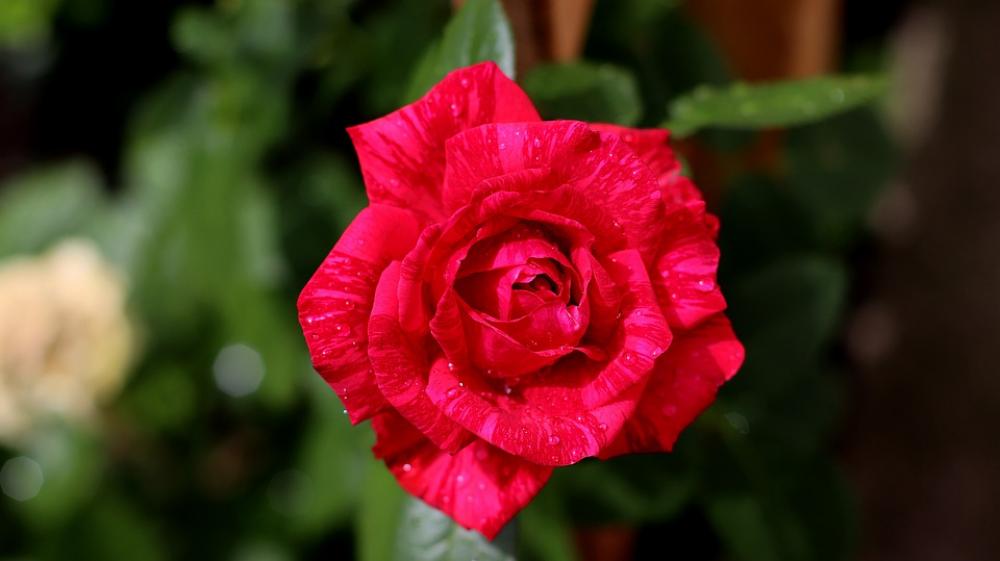 Rose Blossom Bloom Rose Bloom Romantic Garden Rose Blossom Bloom Rose Bloom Romantic Garden