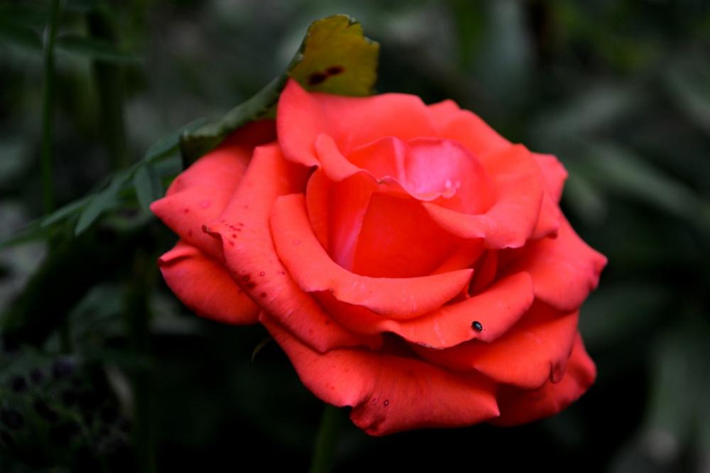 Rose Bug Red Grey Nature Flower Garden Rose Bug Red Grey Nature Flower Garden