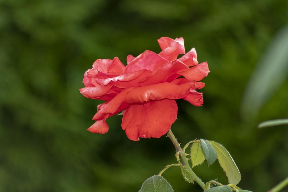 Rose Tea Rose Flower Red Petals Blooms At Petal Rose Tea Rose Flower Red Petals Blooms At Petal