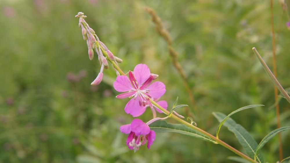 Rosebay Willow-Herb Wildflowers Flower Blossom Rosebay Willow-Herb Wildflowers Flower Blossom