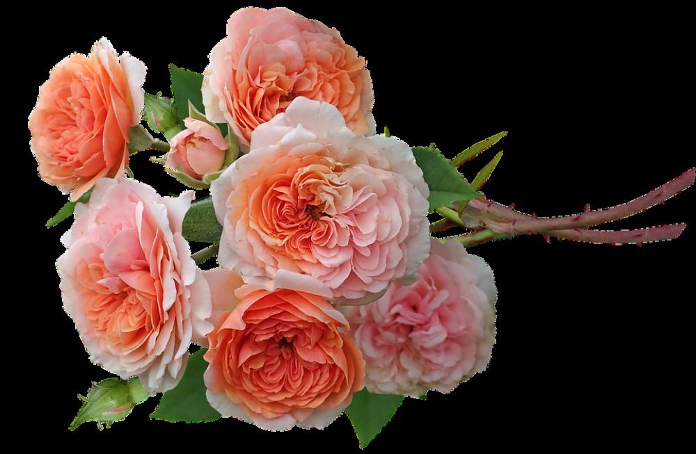 Roses Flowers Fragrant Bunch Garden Nature Roses Flowers Fragrant Bunch Garden Nature