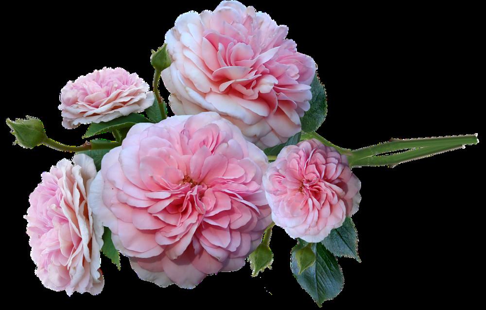 Roses Pink Fragrant Bunch Arrangement Cut Out Roses Pink Fragrant Bunch Arrangement Cut Out