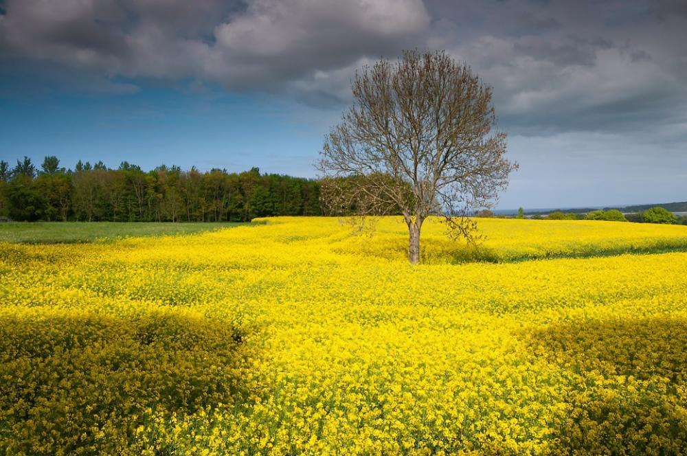 Rügen Island Oilseed Rape Landscape Spring Yellow Rügen Island Oilseed Rape Landscape Spring Yellow