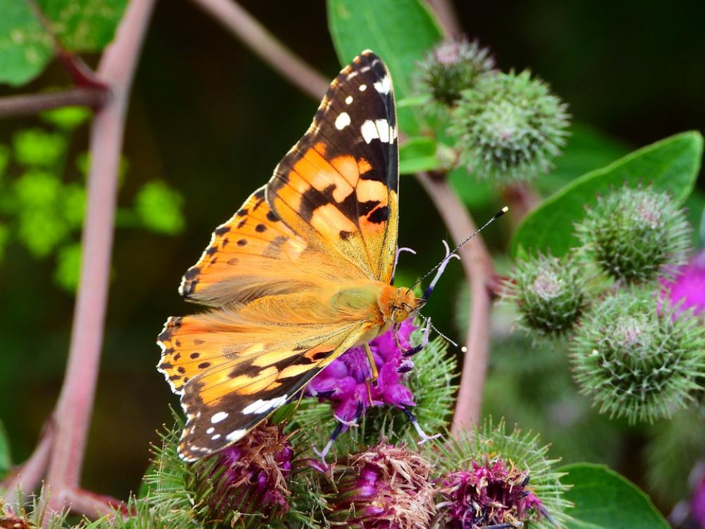 Rusałka Osetnik Butterfly Garden Rusałka Osetnik Butterfly Garden