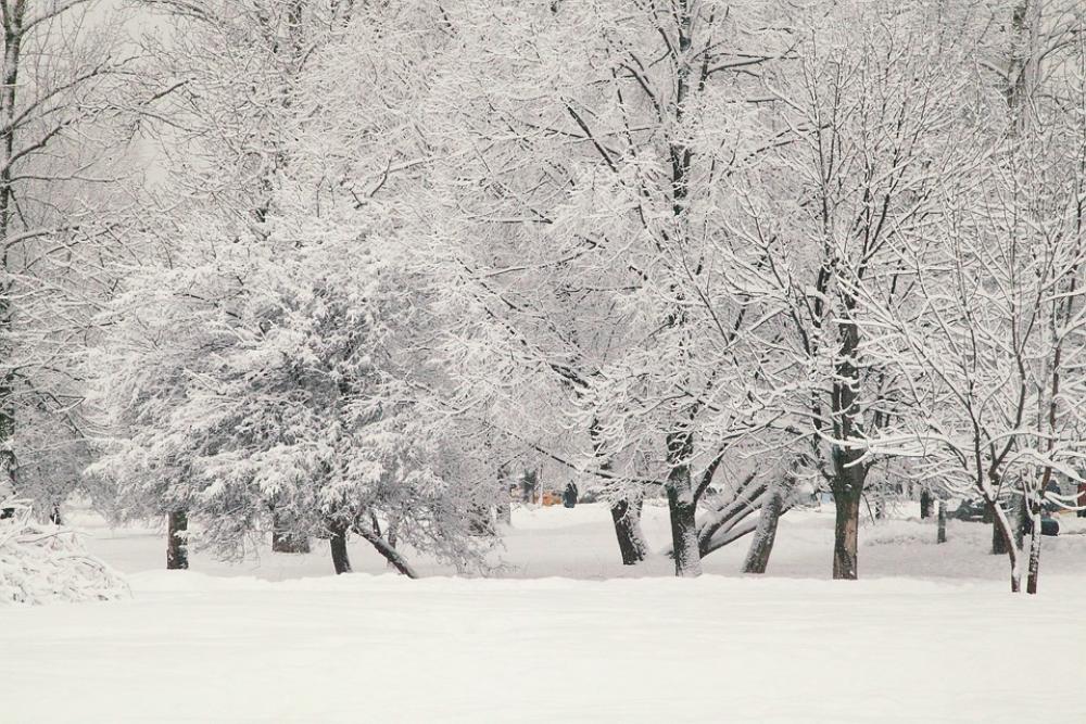 Russian Winter White Snow Snow Covered Trees Moscow Russian Winter White Snow Snow Covered Trees Moscow