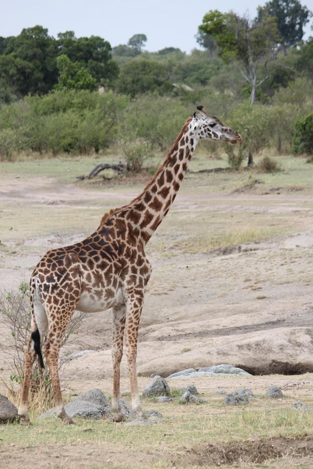Safari Africa Animal Nature Wilderness Wild Safari Africa Animal Nature Wilderness Wild