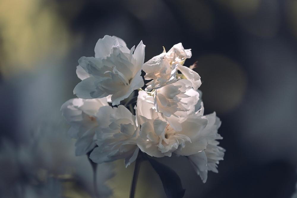 Scent Of Jasmine Philadelphus Erectus Jasmin White Scent Of Jasmine Philadelphus Erectus Jasmin White