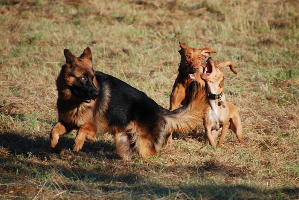 Schäfer Dog Dog Animal Pet Courage Attention Schäfer Dog Dog Animal Pet Courage Attention