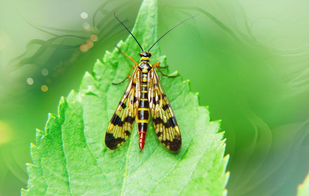 Scorpionica Total Female Insect Wings Model Leaf Scorpionica Total Female Insect Wings Model Leaf