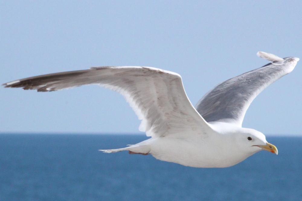 Seagull Brighton Bird Flying Soaring Wings Seagull Brighton Bird Flying Soaring Wings