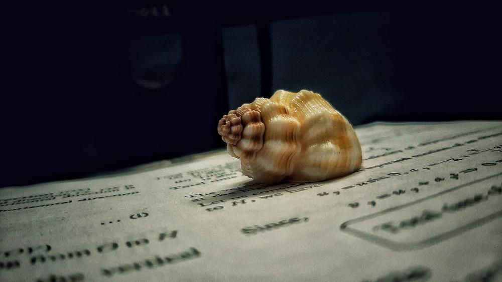 Shell Book Brown Phone Fun Photography Sea Ocean Shell Book Brown Phone Fun Photography Sea Ocean