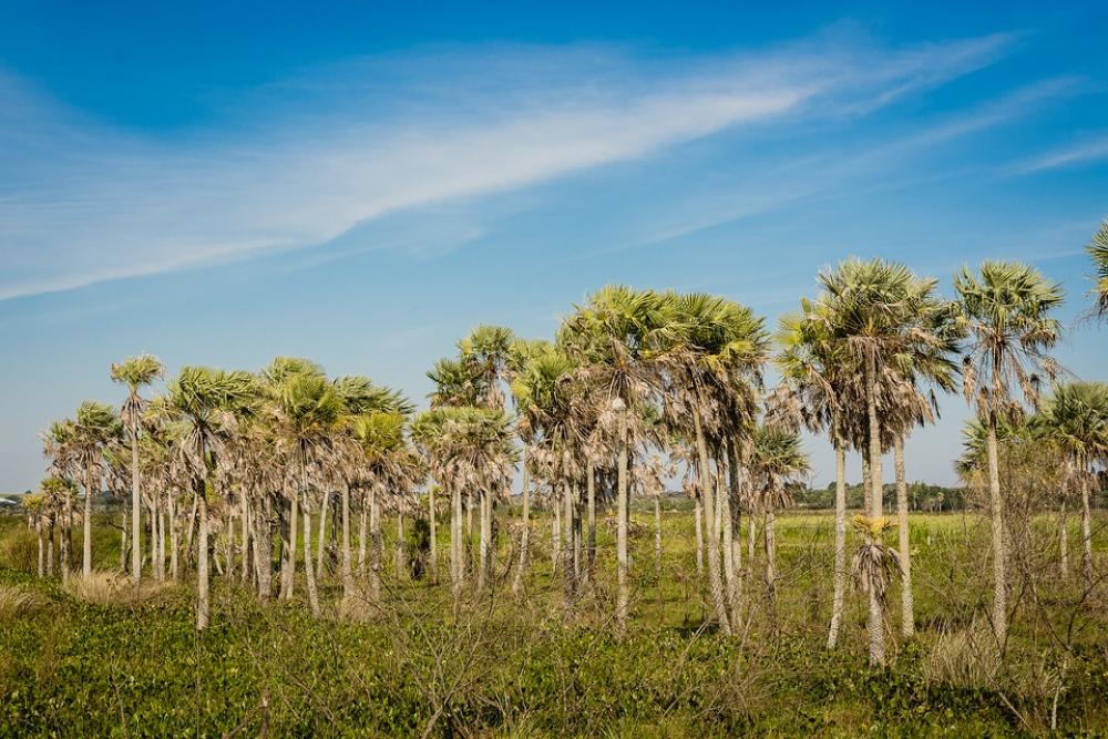 Sky Caranday Palms Estero Nature Landscape Marsh Sky Caranday Palms Estero Nature Landscape Marsh