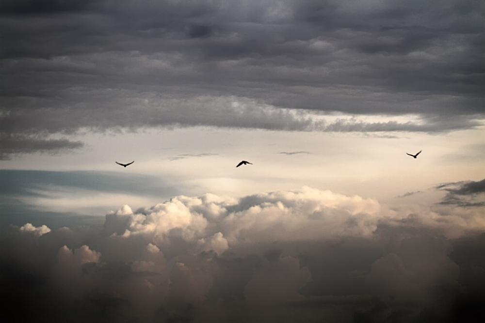 Sky Bird Clouds Sky Bird Clouds