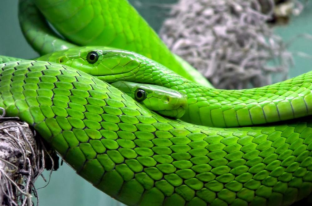 Snake Mamba Green Mamba Toxic Lizard Reptile Snake Mamba Green Mamba Toxic Lizard Reptile