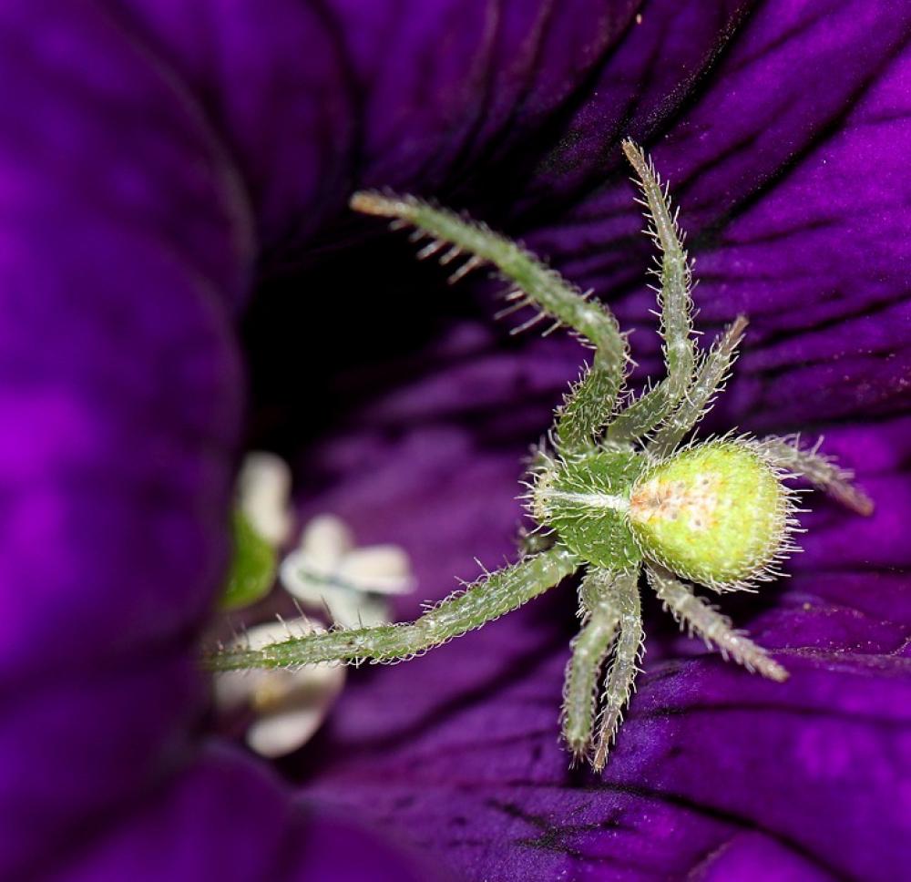 Spider Green Nature Macro Spring Summer Garden Spider Green Nature Macro Spring Summer Garden