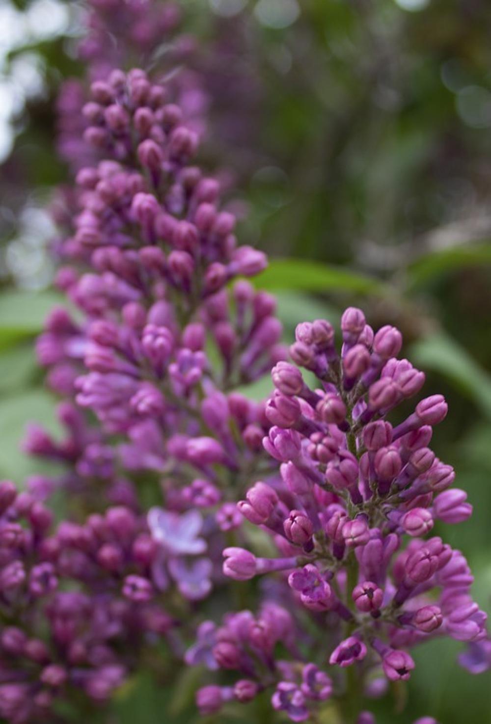 Spring Bloom Garden Petals Flowers Nature Lilac Spring Bloom Garden Petals Flowers Nature Lilac
