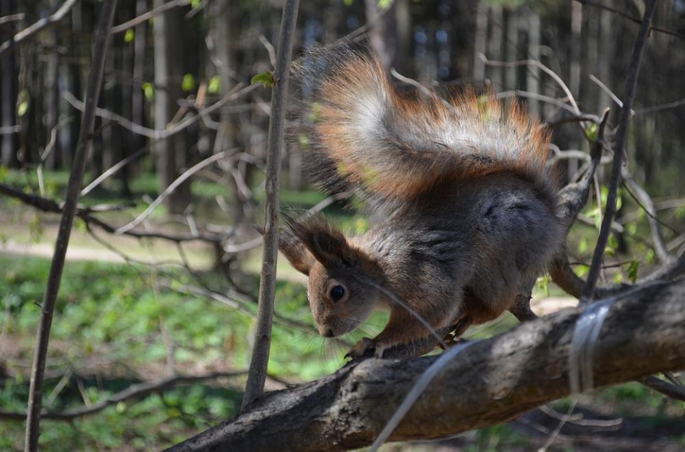 Squirrel Nature Moscow Park Furry Grey Spring Squirrel Nature Moscow Park Furry Grey Spring