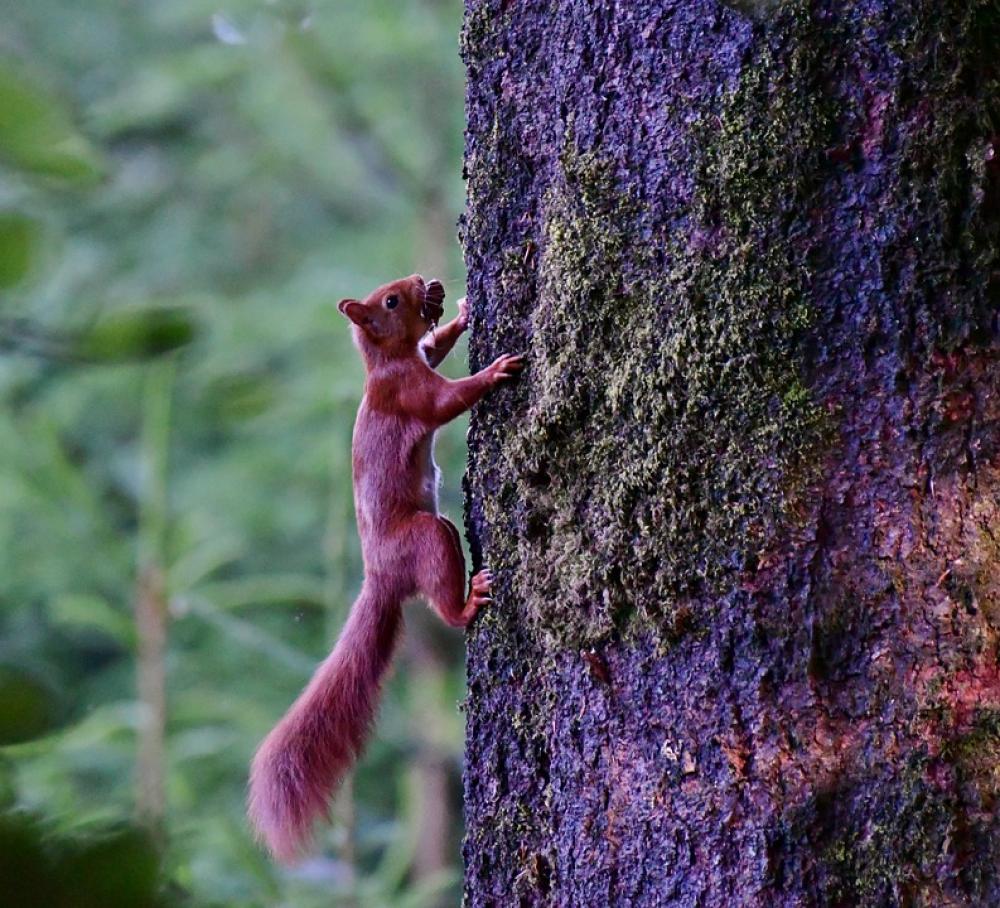 Squirrel Wild Nature Rodent Mammal Food Tail Squirrel Wild Nature Rodent Mammal Food Tail