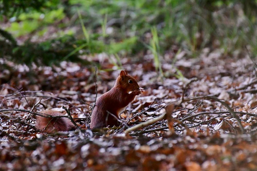 Squirrel Forest Mammal Rodent Nature Outdoor Food Squirrel Forest Mammal Rodent Nature Outdoor Food