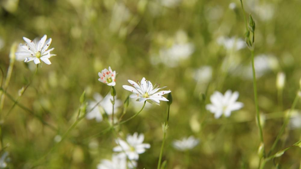 Stellaria Wildflowers Butterfly Flower White Stellaria Wildflowers Butterfly Flower White