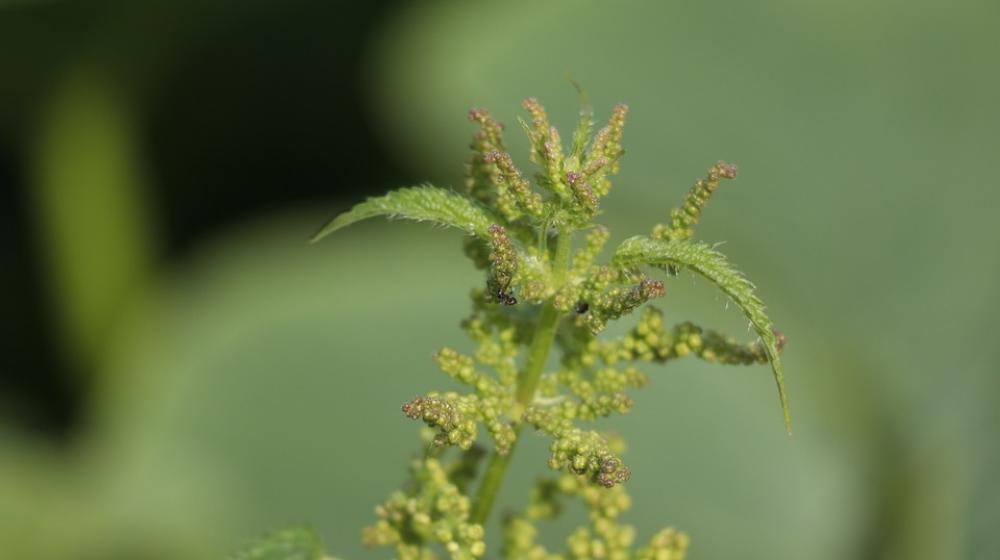 Stinging Nettle Flower Flora Summer Nature Stinging Nettle Flower Flora Summer Nature