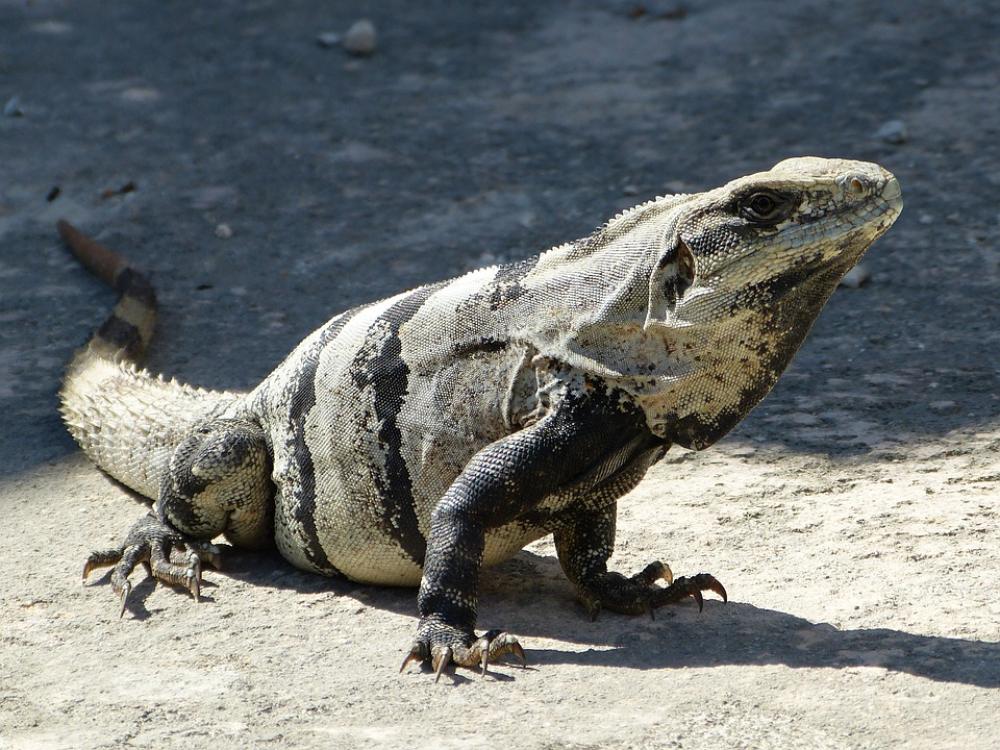Stone Iguana Iguana Mexico South America Dinosaur Stone Iguana Iguana Mexico South America Dinosaur