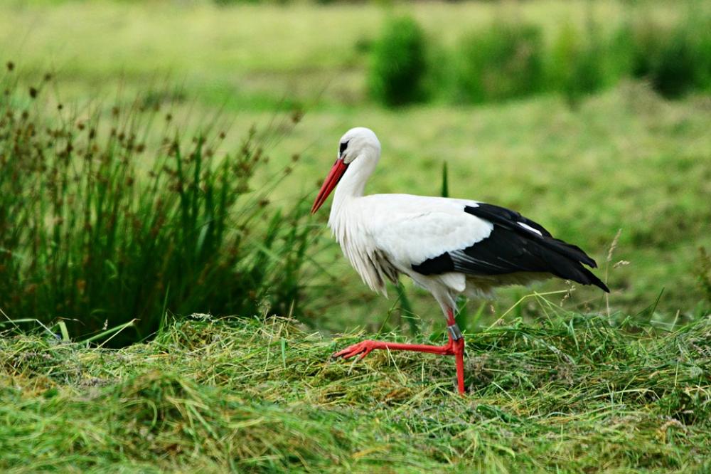 Stork Bird Animal Ciconia Ciconia Feather Plumage Stork Bird Animal Ciconia Ciconia Feather Plumage
