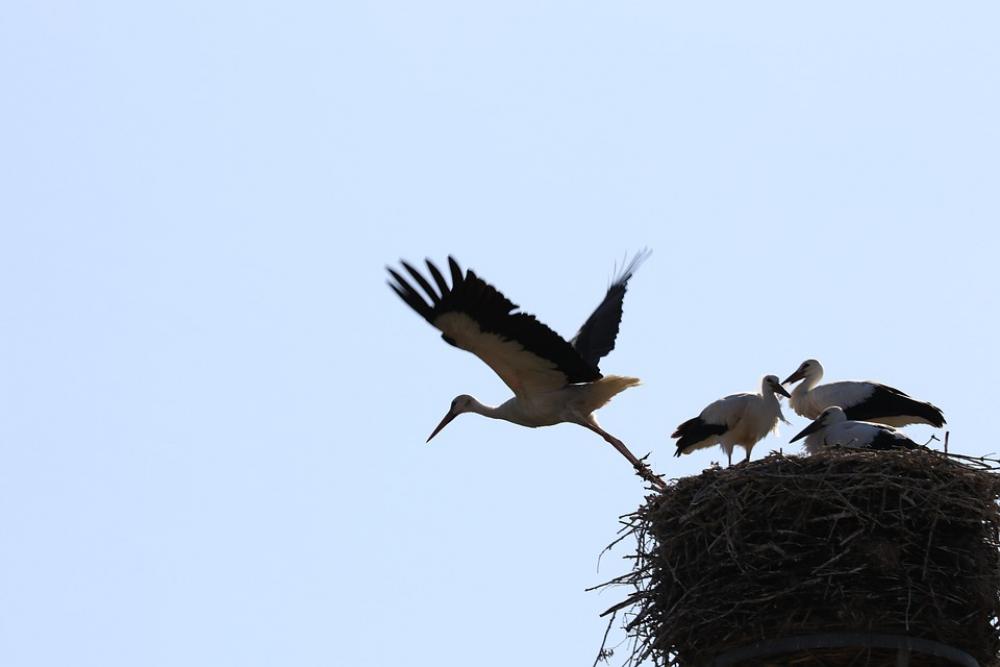 Stork Flight Wing Flying Stork Flight Wing Flying