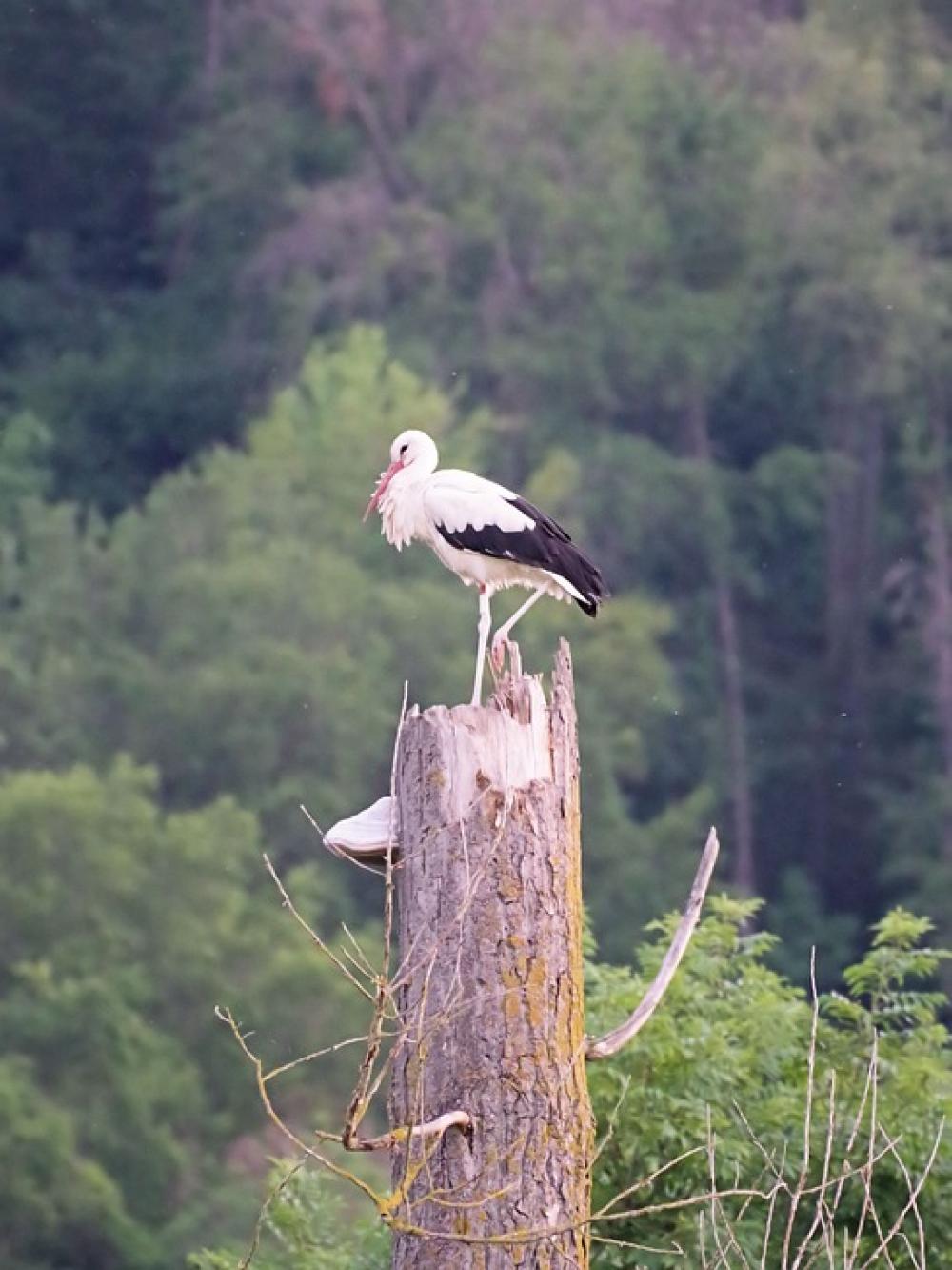 Storks Nature Rattle Stork Animal World Storks Nature Rattle Stork Animal World