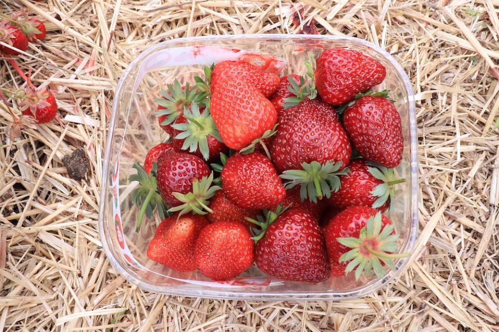 Strawberry Fruits Food Red Delicious Fresh Strawberry Fruits Food Red Delicious Fresh