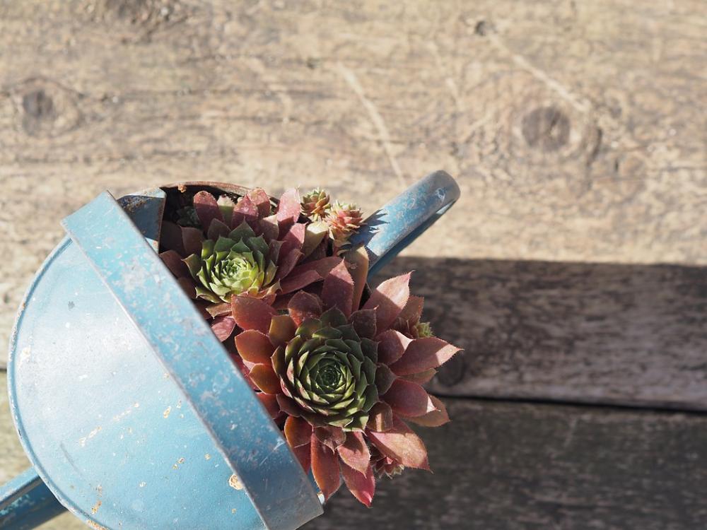 Succulents Garden Background Nature Decoration Succulents Garden Background Nature Decoration