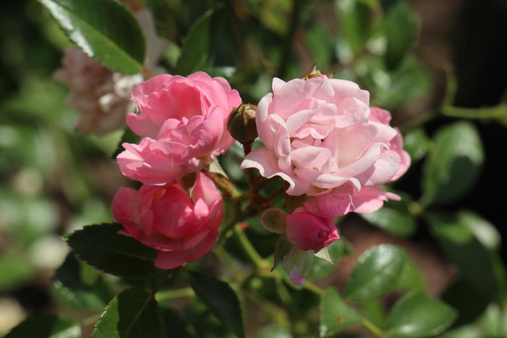 Summer Garden Rose Little Pink Summer Garden Rose Little Pink