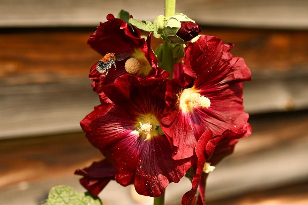 Summer Macro Flower Bumblebee Bardo Pollen Summer Macro Flower Bumblebee Bardo Pollen